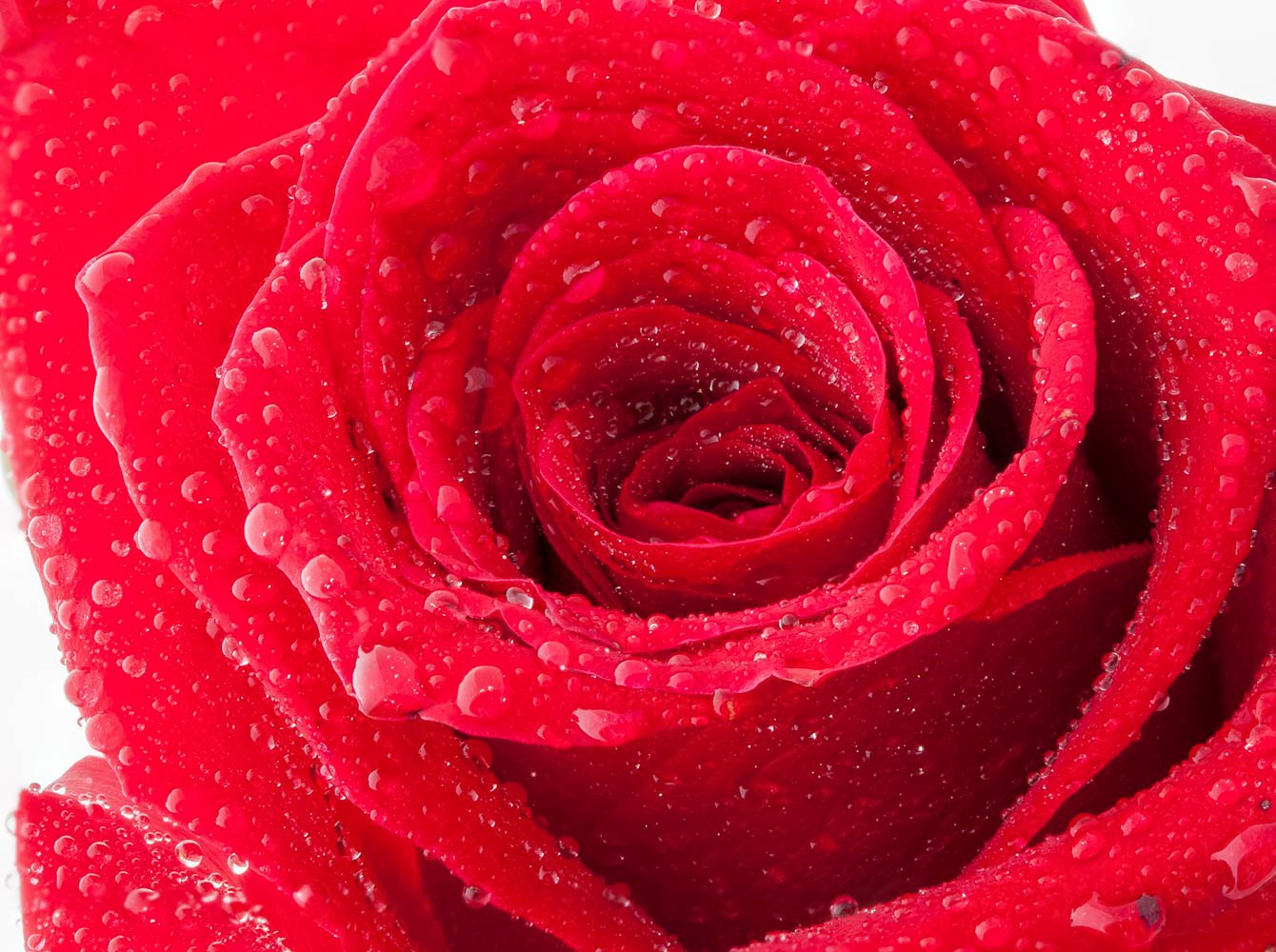 Red Rose Flowers with Water Droplets Macro Closeup Photography