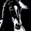 Pure Beauty | Dramatic Black and White Horse Artwork - Float Frame Gallery Canvas