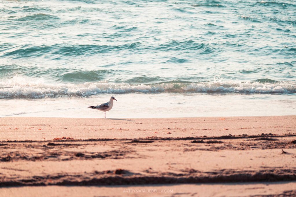 Serene Florida beach sunrise photograph showing gentle waves meeting sandy shore with soft natural lighting and peaceful coastal atmosphere by Natalie Bella
